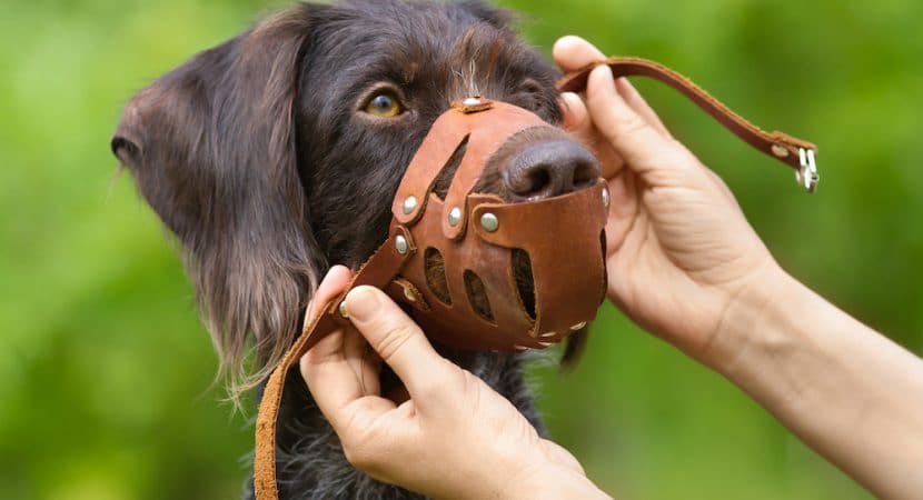 Albuquerque Dog Bite Statistics