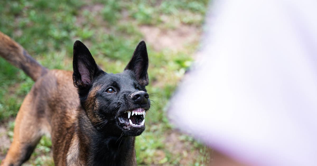 Angry dog baring its teeth before a bite in Bakersfield, California