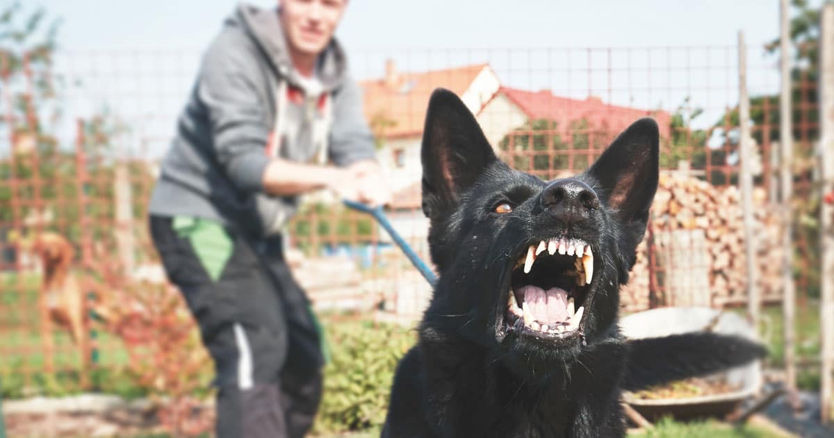 Man pulling back on leash of vicious Dog trying to attack someone USA