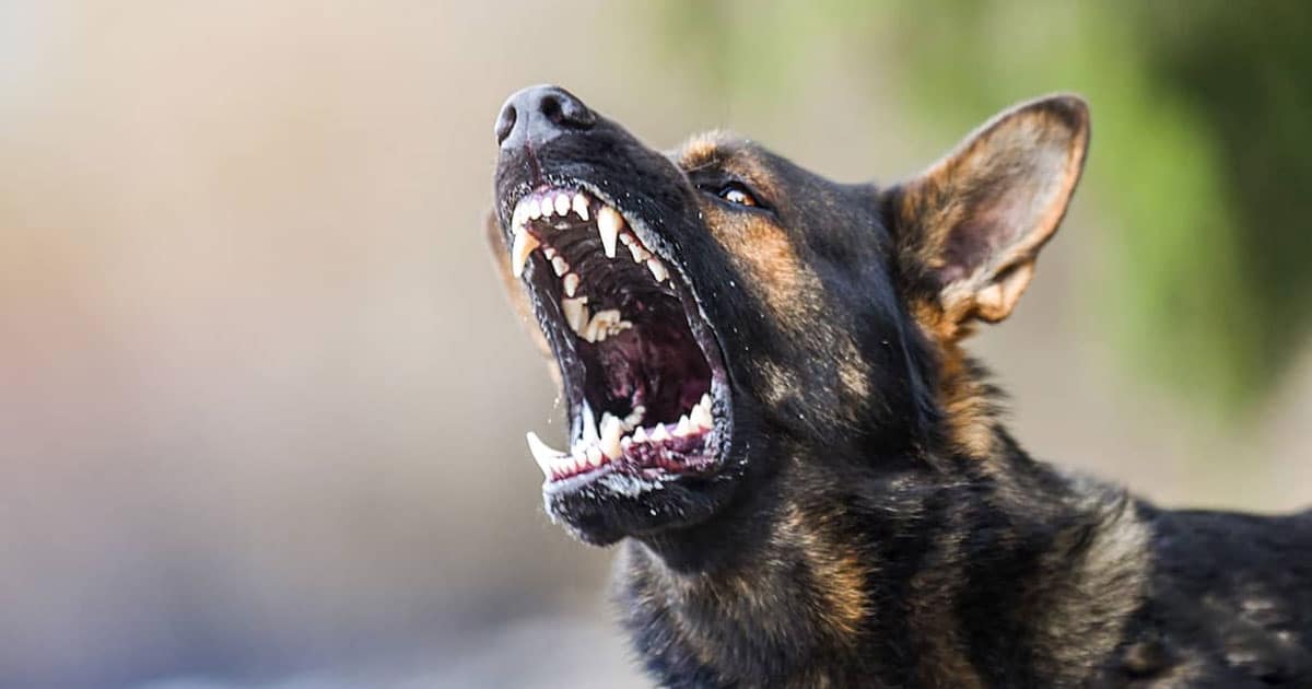 Dog Bite USA