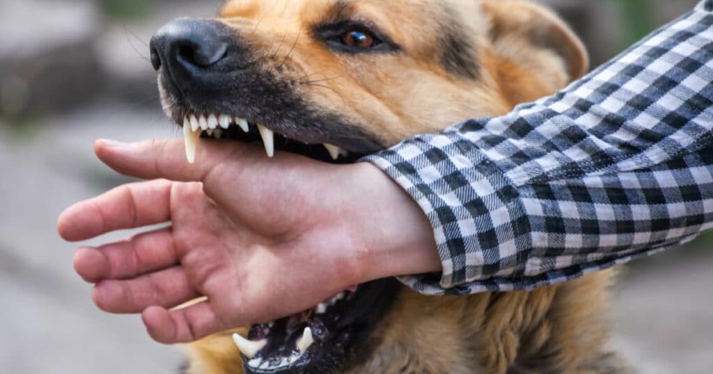 Dog biting hand USA