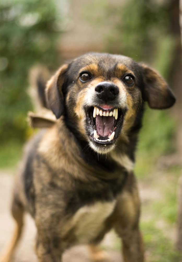 Snarling Dog USA