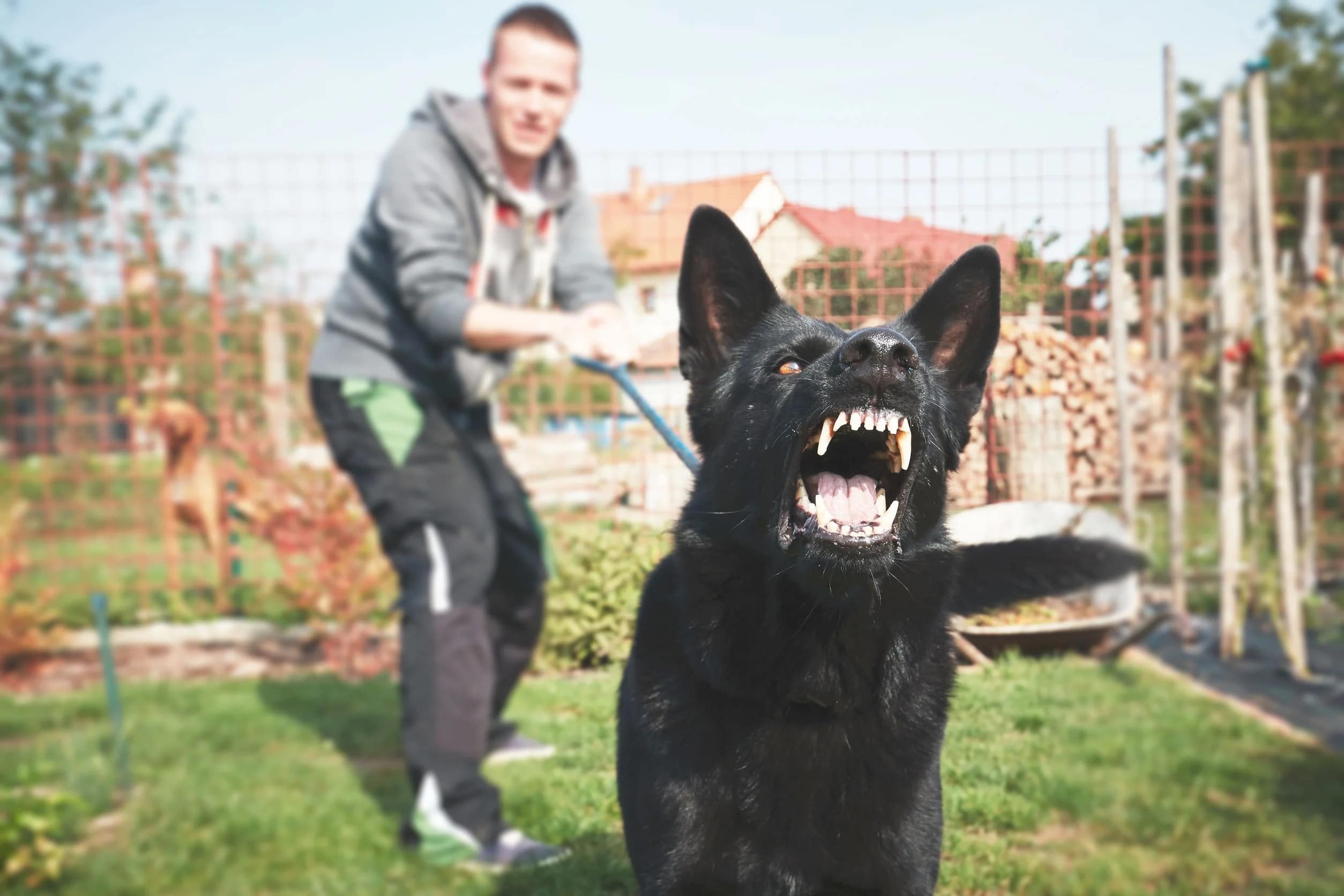 What is a Dog Bite? Appleton