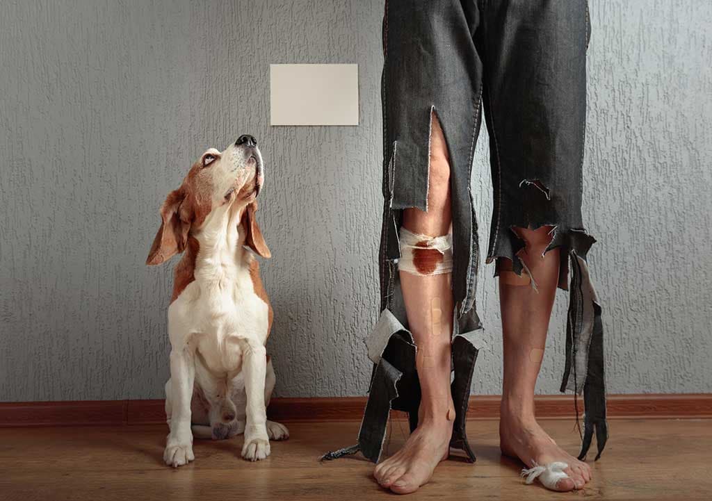Liability for Vicious Propensities and Negligence​