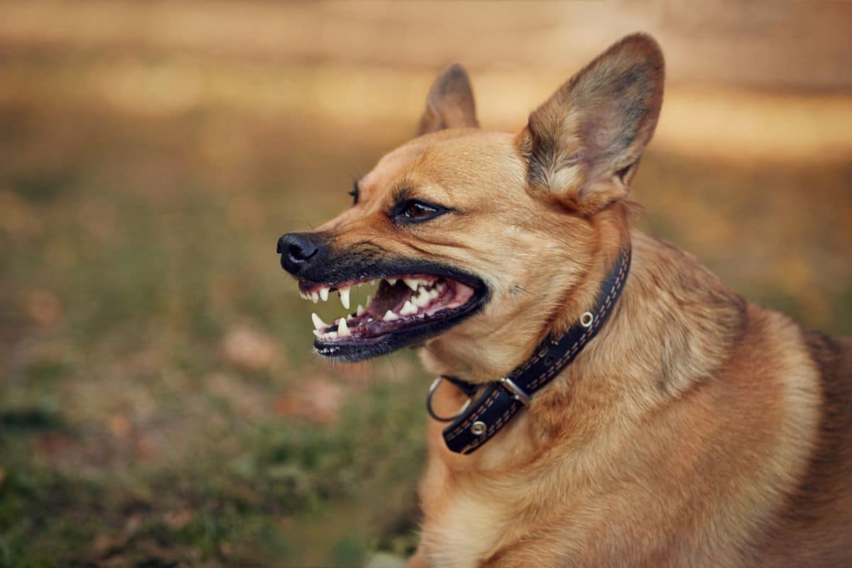 Have You or a Loved One Been a Victim of a Dog Bite?​​