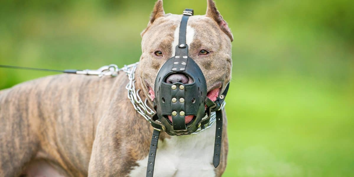 Financial Compensation for Dog Bites​