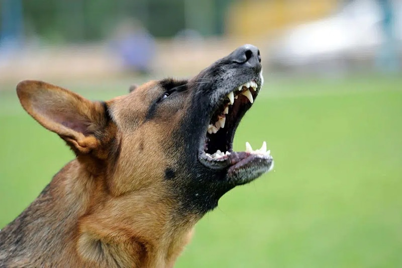 What is Dog Bite Lawyer?