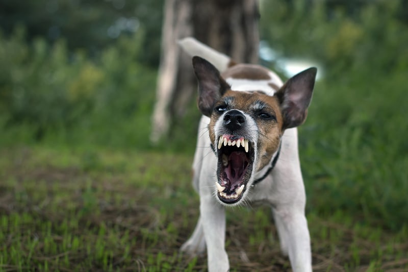 Common Causes of Dog Bite Accidents