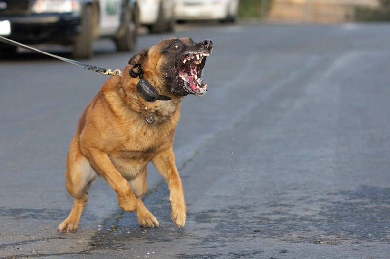 Statute of Limitation for a Dog Bite Case in Fresno