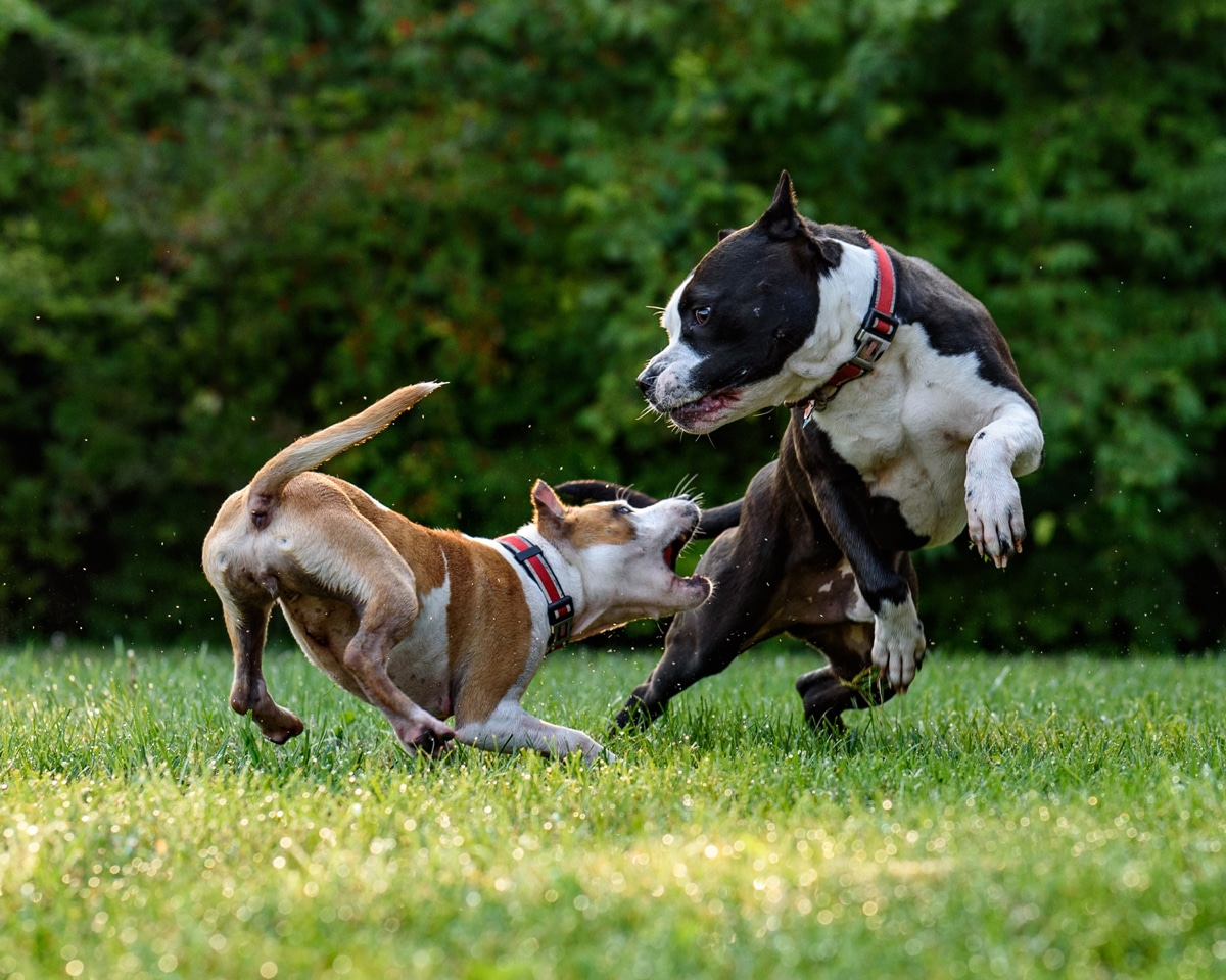 Razas de perros peligrosos en Oregon