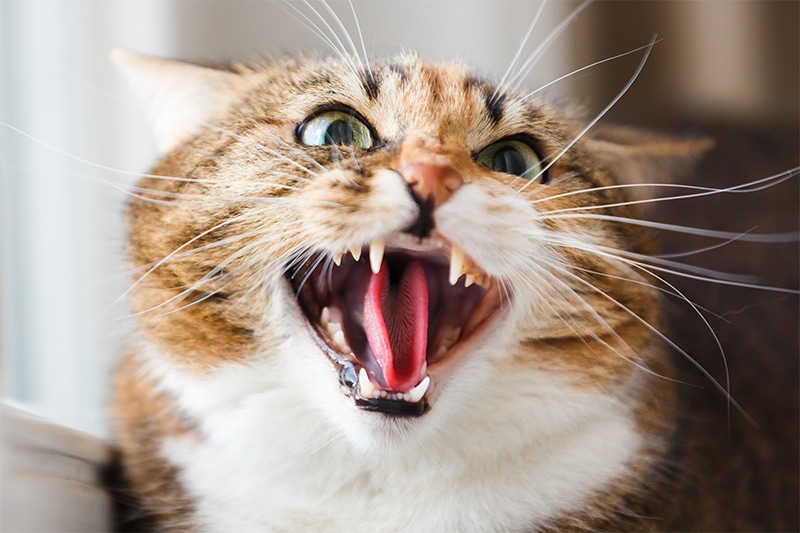 What is a Cat Attack?