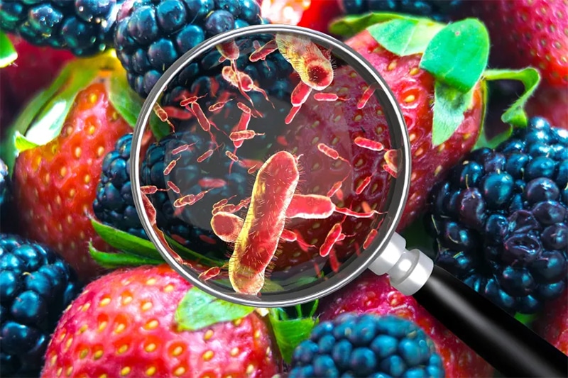 Contamination During the Processing of Foods
