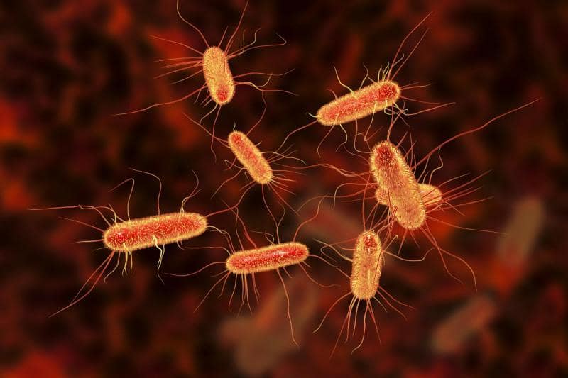 E. Coli Infection