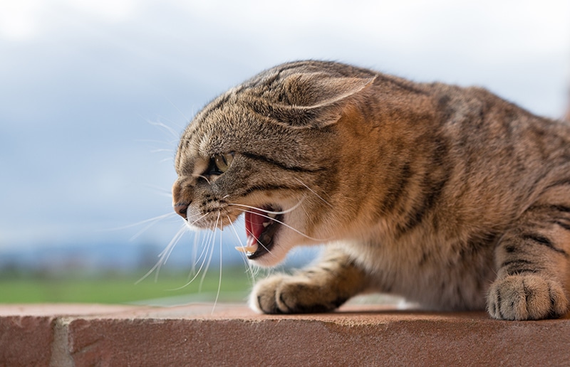 What is a Cat Attack?