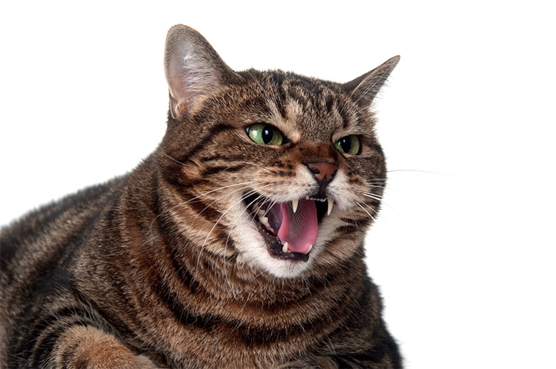What is a Cat Attack?