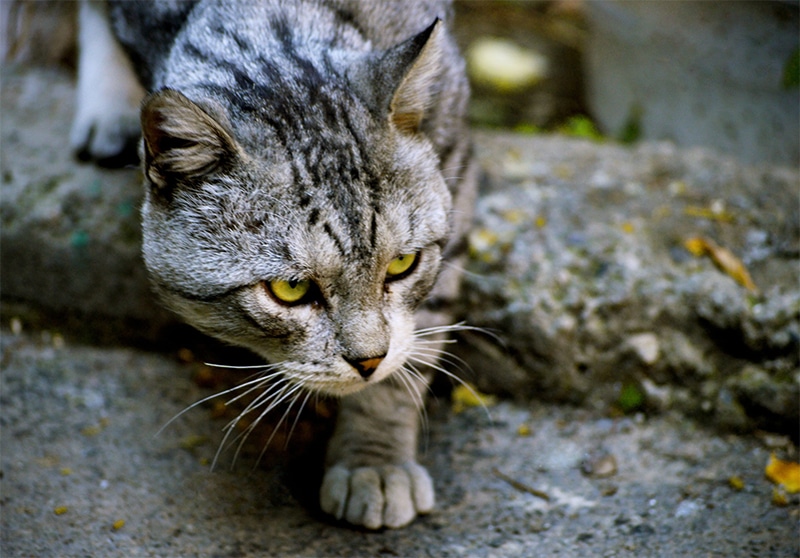 Causes of Cat Attacks