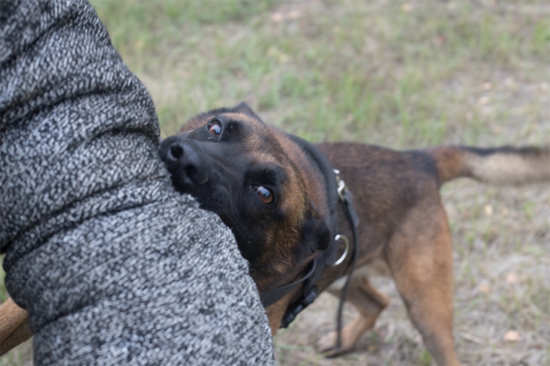 Injuries Sustained Due to Dog Bites