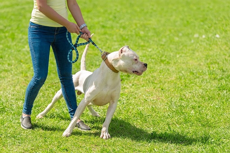 Who Can Be Held Responsible in Plantation Dog Bite Cases?