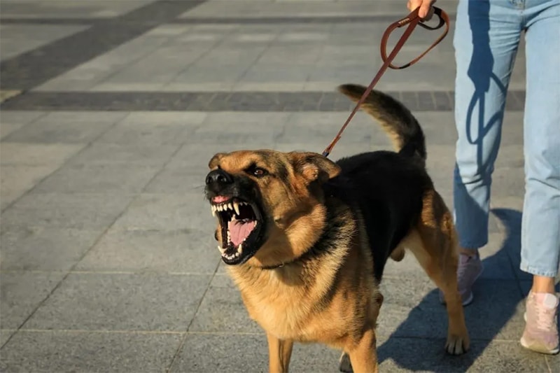Causes of Dog Bites