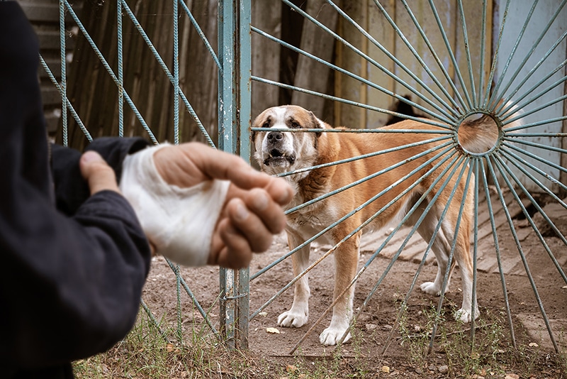 Physical Injuries and Emotional Trauma Resulting from Dog Bites