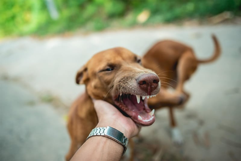 Common Reasons for Dog Bites in Happy Valley