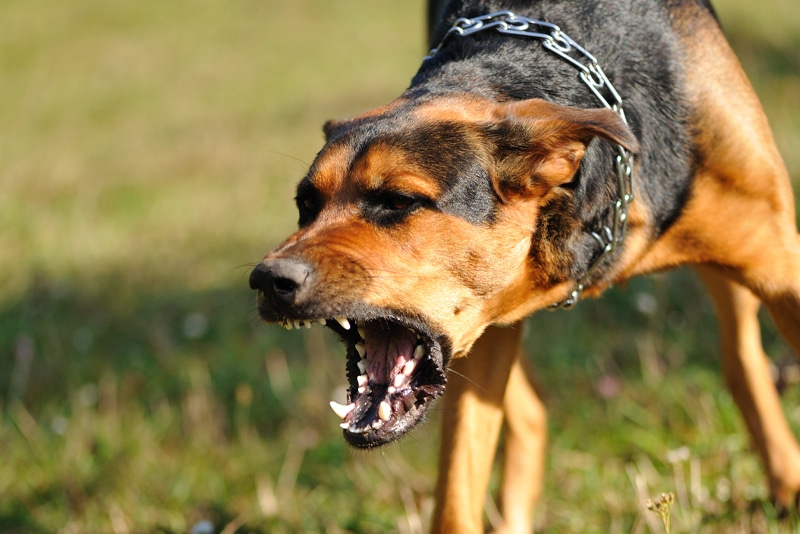 Albuquerque Dog Bite and Animal Attack Lawyers