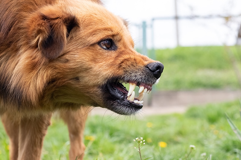 What To Do After a Dog Bite Incident in Anchorage?