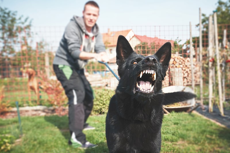 Common Causes of Dog Bite Incidents in Bakersfield