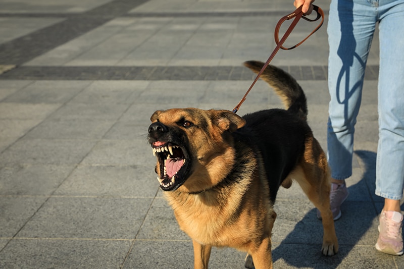What Are The Causes of Dog Bite Injuries?