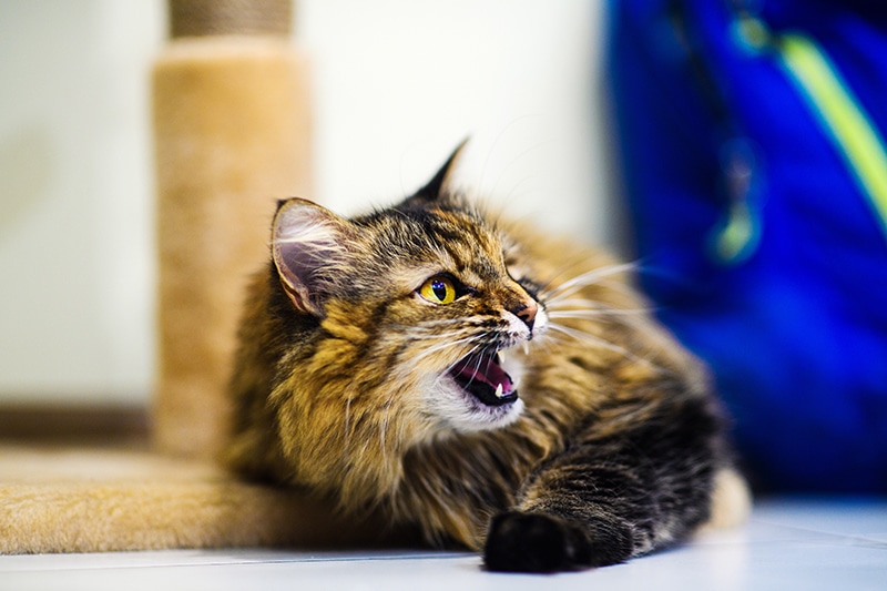Cat bites account for 5-15% of all animal bites sustained by humans.
