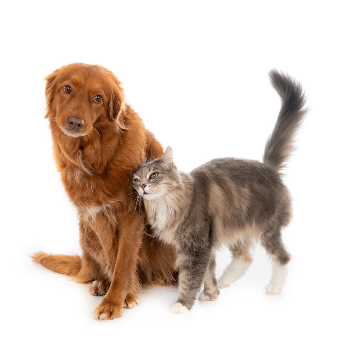 dog and cat