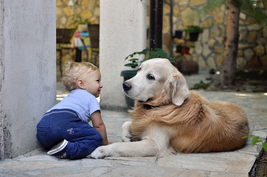Approximately 40% of Households that Have Children Also Have a Dog.