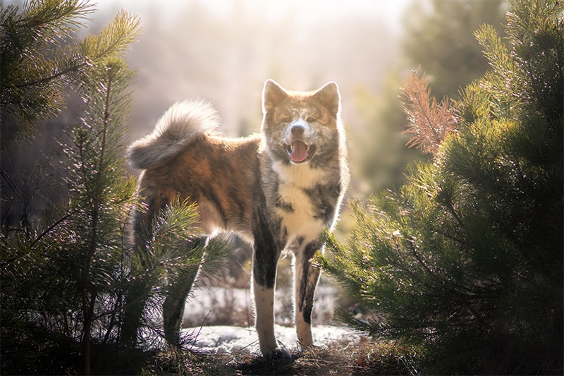 Akita