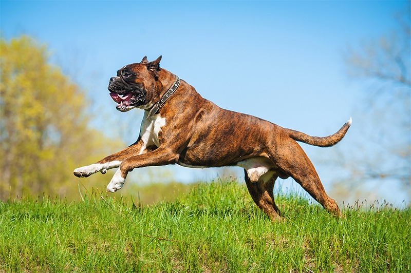 Boxer