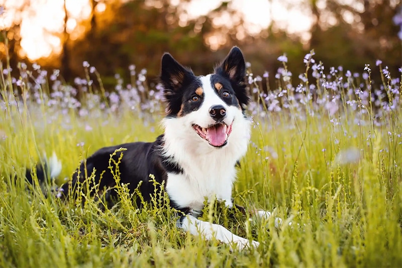 Border Collie