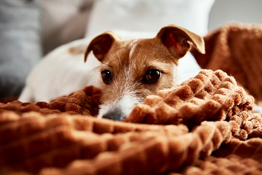Over 2 Million American Children Are Bitten by Dogs Each Year.