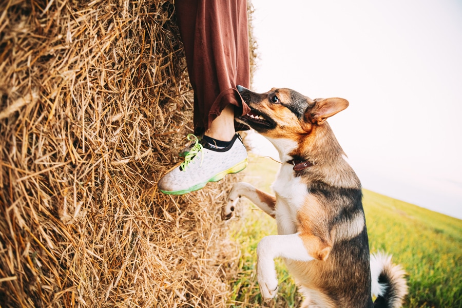 Children Aged 5 to 9 Have the Highest Incidence Rate of Dog Bites, with Almost 20% of Them Being Bitten.