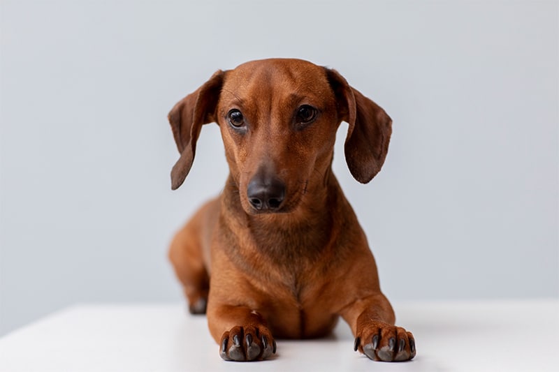 Dachshunds