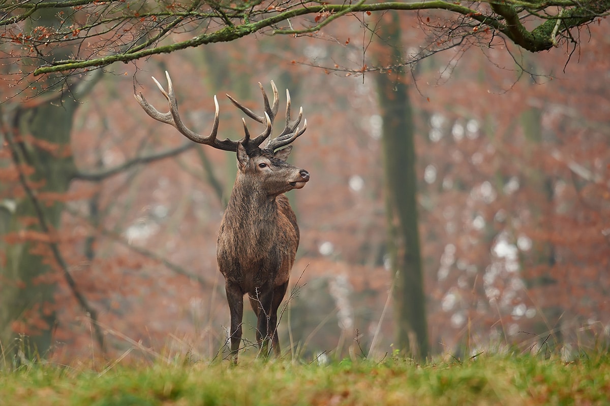 No Hunting in Cemeteries!