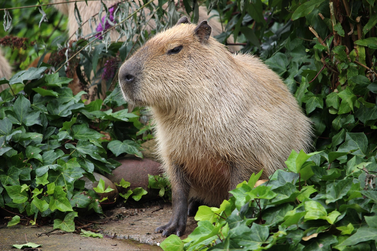muskrat