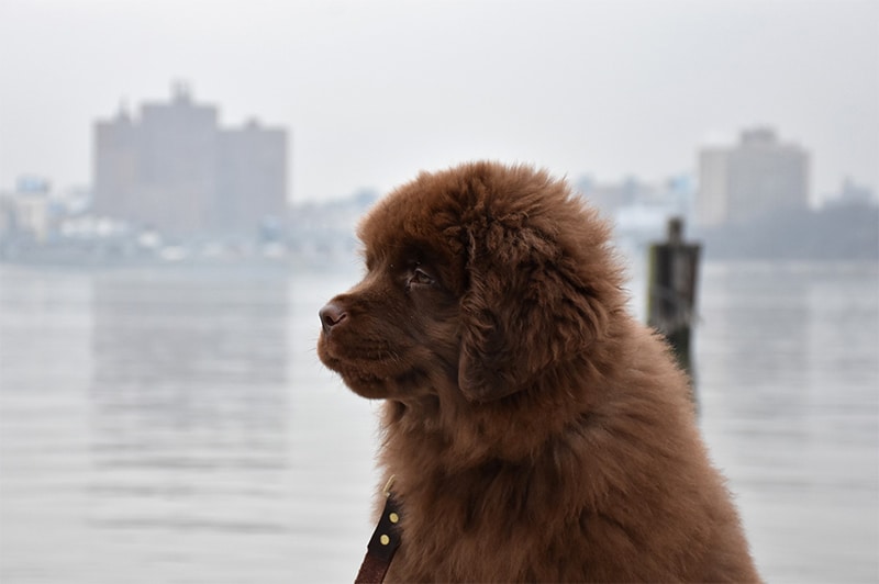 Newfoundland