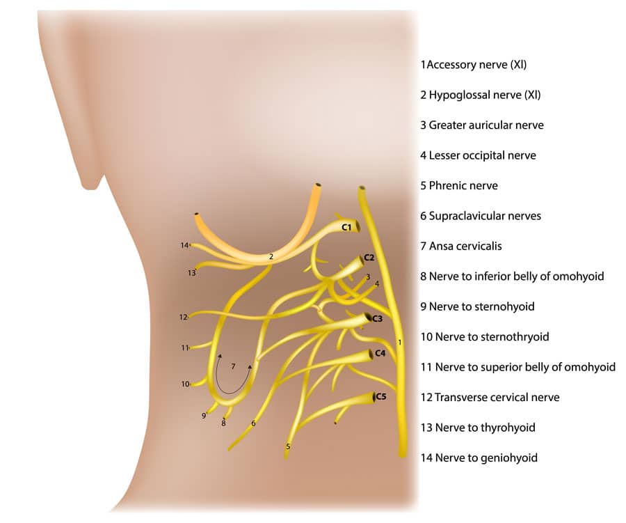 Nerves in the neck