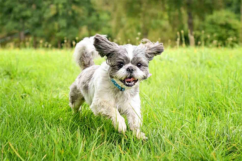 Shih Tzu