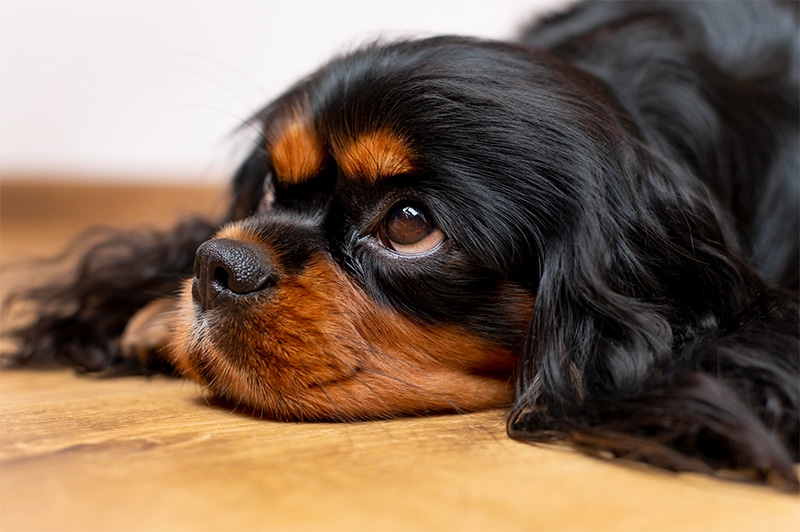 Cavalier King Charles Spaniel