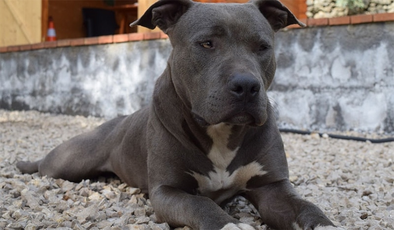 Pit Bull