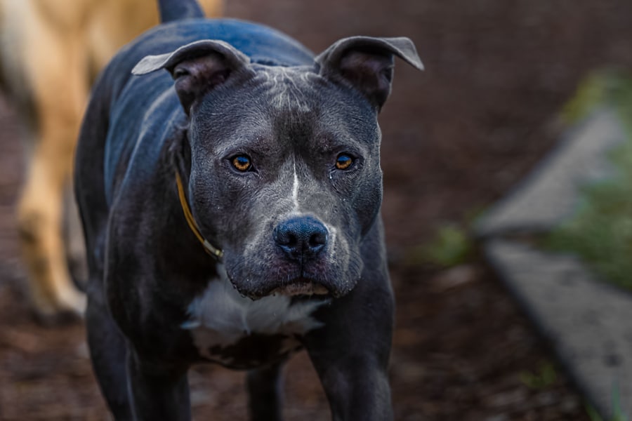 Pit Bulls Are the Most Commonly Involved Breeds in Dog Bite Incidents.