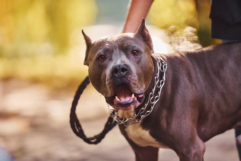 The Pit Bull Breed Is Responsible for Over 50% of Dog Bite Fatalities.