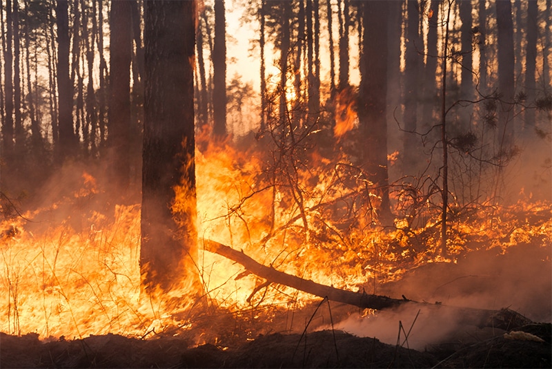 Wildfire in Waushara County encompassing 830 acres