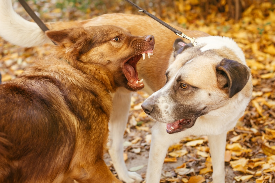 Studies Have Shown that Children Living in Households with Multiple Dogs Have a Higher Risk of Being Bitten, up To Five Times More Likely.