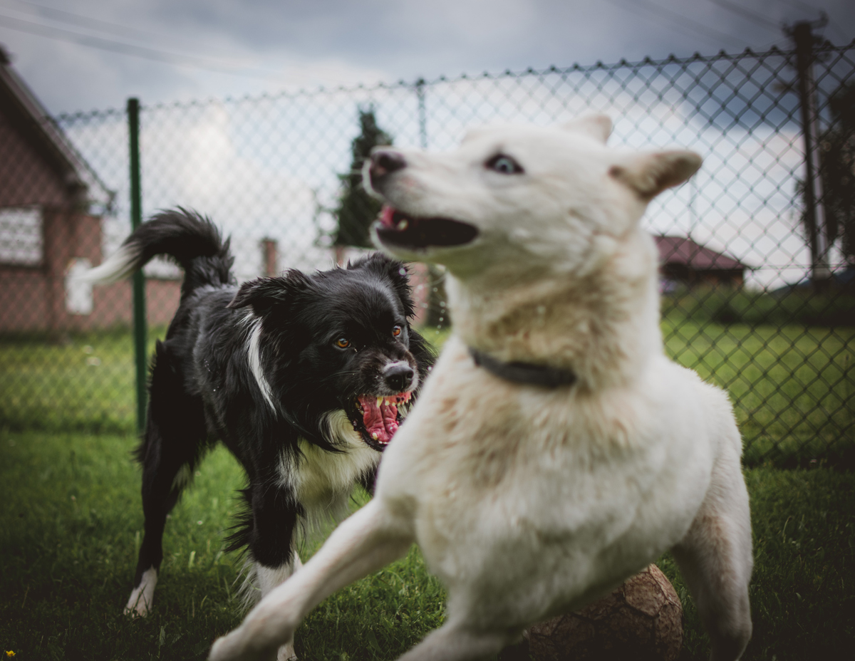 two dogs fighting near a fence